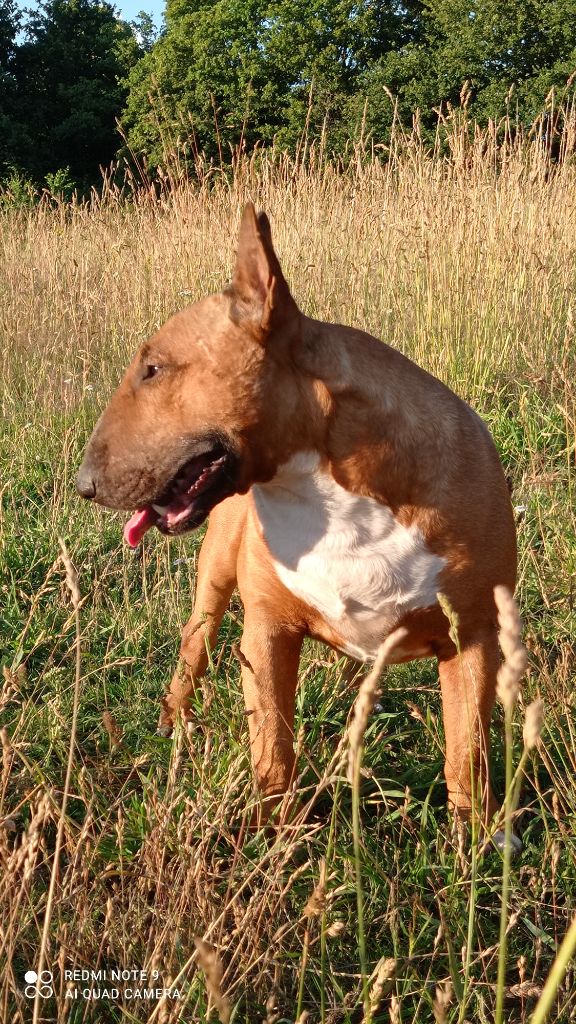 Les Bull Terrier de l'affixe Des PokamChoux