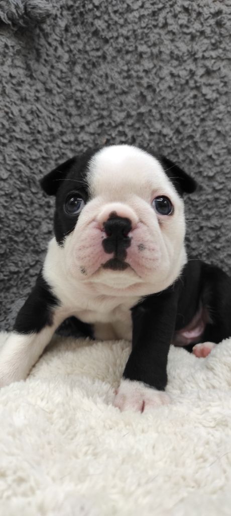 Des PokamChoux - Chiot disponible  - Boston Terrier