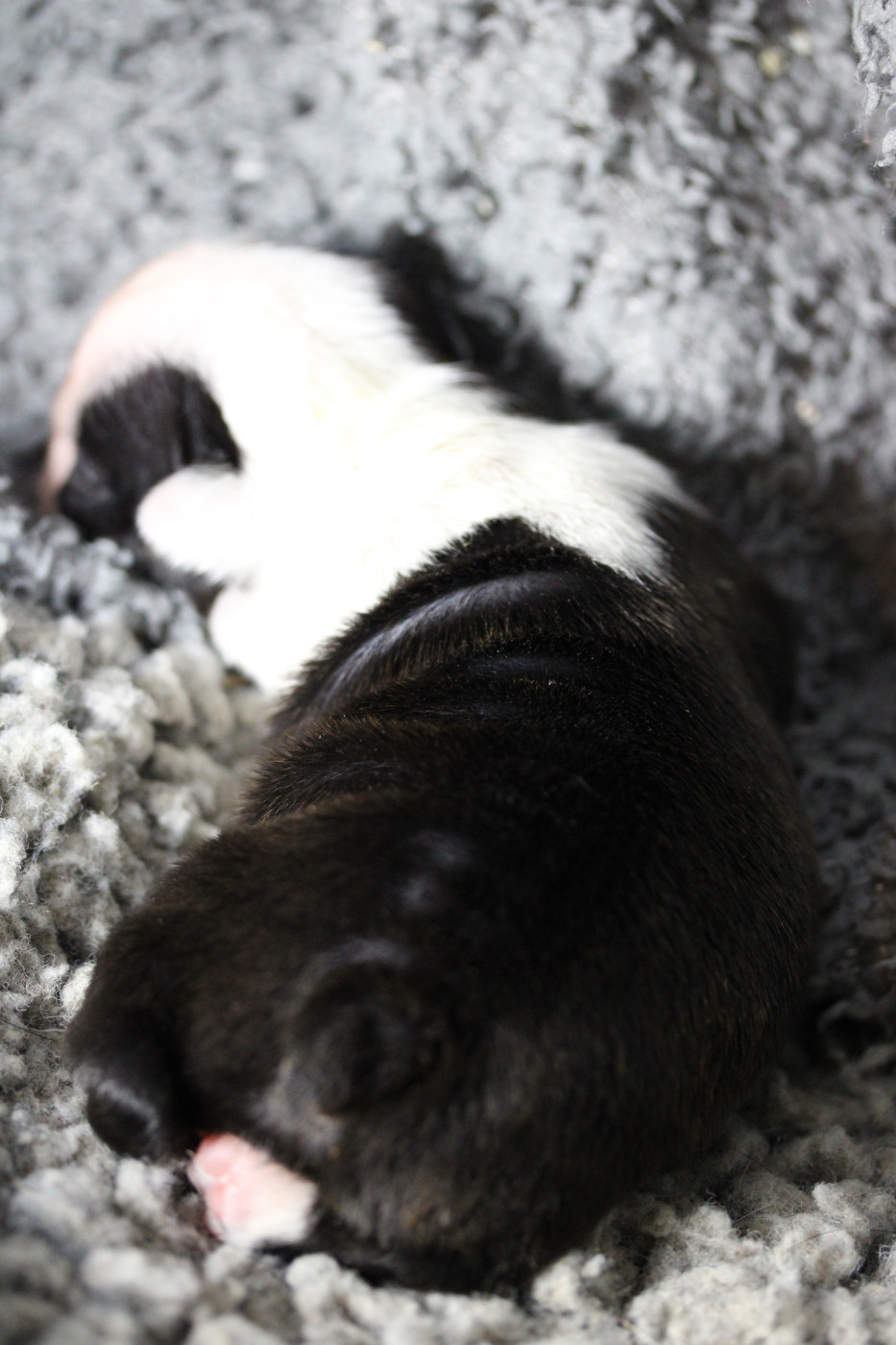 Chiot Boston Terrier Des PokamChoux