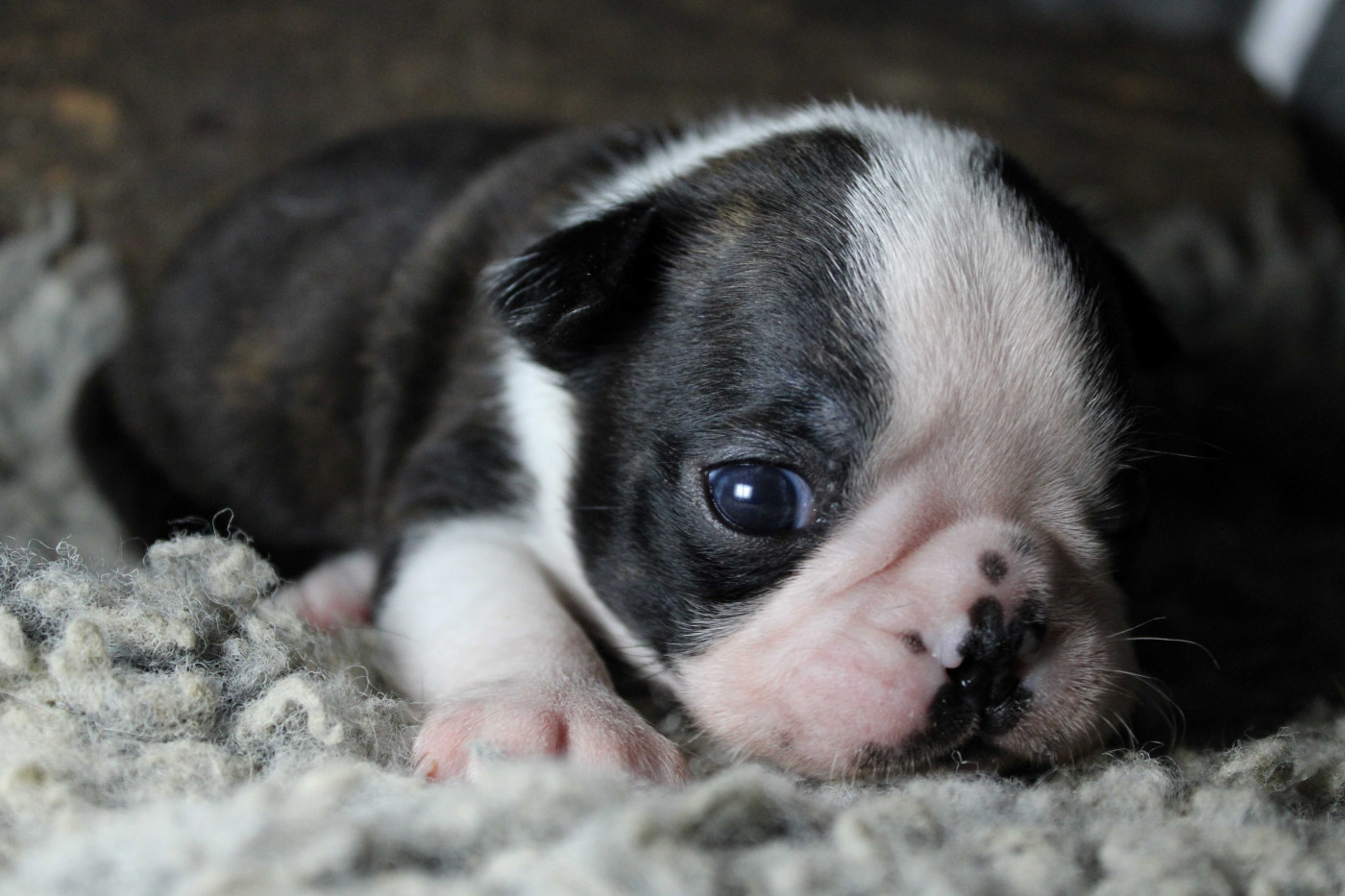 Des PokamChoux - Chiots disponibles - Boston Terrier