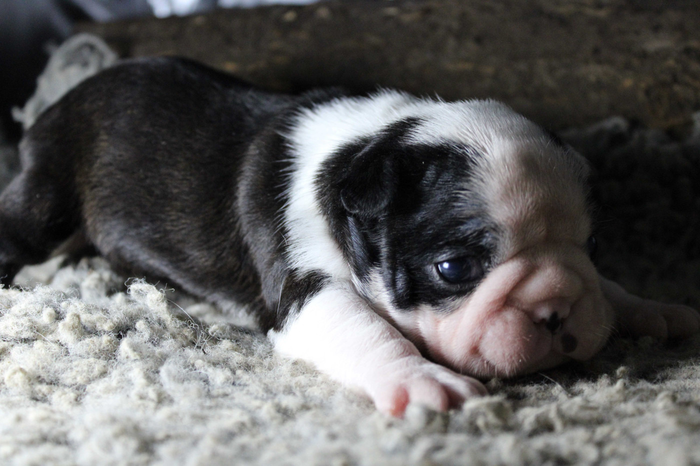 Des PokamChoux - Chiots disponibles - Boston Terrier