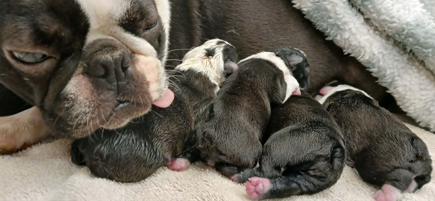 Chiot Boston Terrier Des PokamChoux