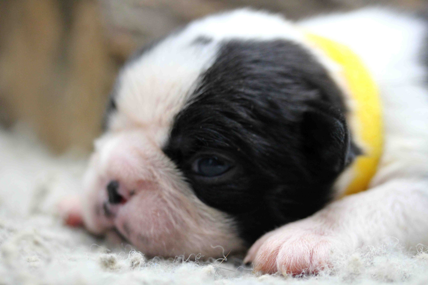 Des PokamChoux - Chiots disponibles - Boston Terrier