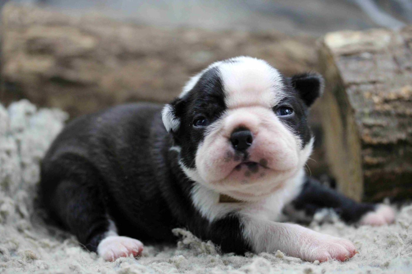 Des PokamChoux - Chiots disponibles - Boston Terrier