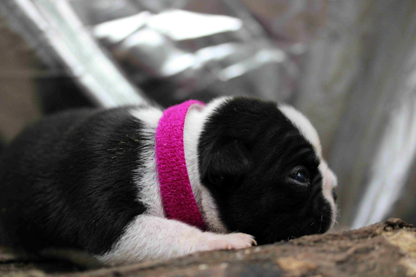 Des PokamChoux - Chiots disponibles - Boston Terrier